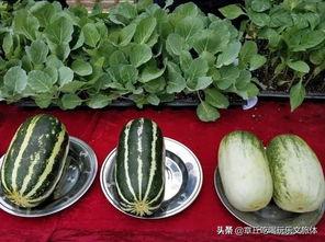 娱乐吃瓜的瓜,揭秘明星幕后故事  第3张